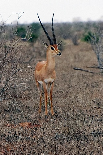 Kenia (328)